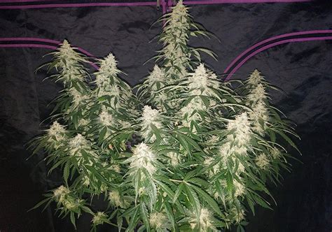 The Top 5 Most Popular Autoflower Strains Fast Buds