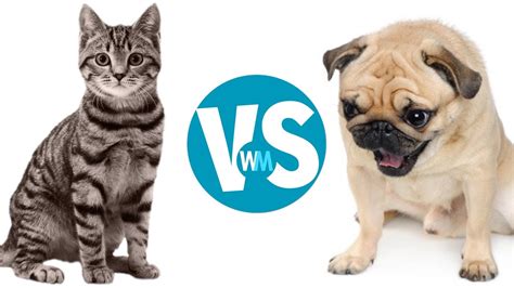 But dogs can't catch it from cats and vice. Cats Vs Dogs: Which Makes a Better Pet? - YouTube