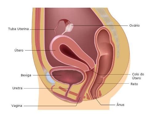Sistema Urin Rio Patologia Vs Diagn Stico 36080 The Best Porn Website