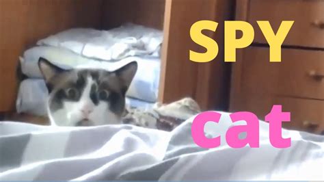 Spy Cat Youtube