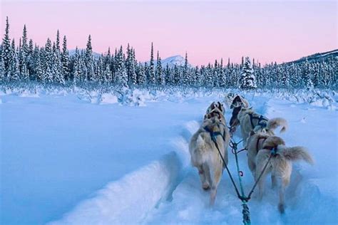 Enjoy Winter Dog Sledding In Wiseman Arctic Getaway