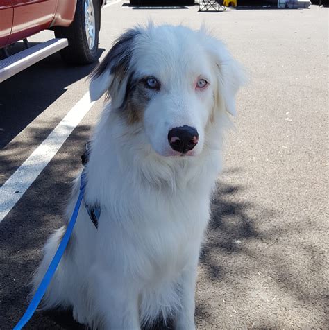 Four Legged Friends Pet Rescue | Lakeport CA