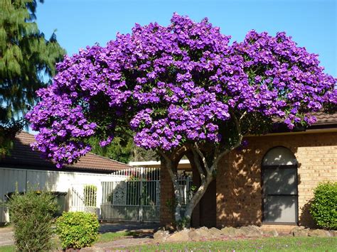 Purple Flowers That Grow On Trees How To Grow Elderberries Gardener