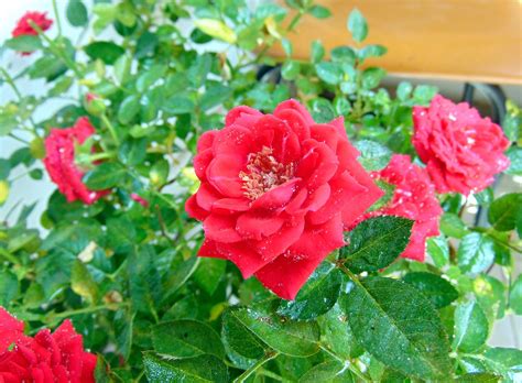 Rose Plant Ornamental Plants Free Photo On Pixabay