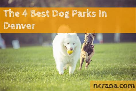 The 4 Best Dog Parks In Denver National Canine Research Association