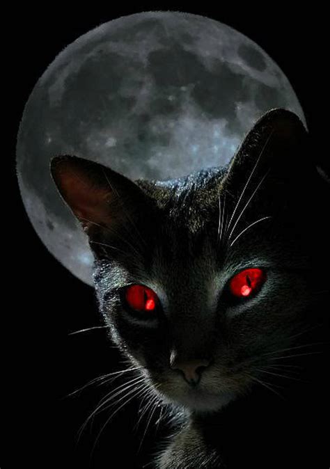Linh Miêu Mèo đen Và Câu Chuyện Huyền Bí Loài Vật