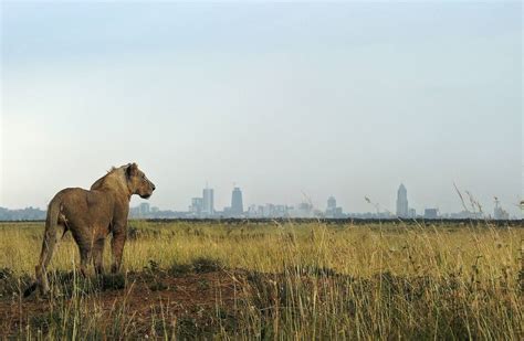Nairobis Wandering Lion Shows Problems Of Urban Sprawl Wsj