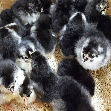 Buy Black Australorp Chicks Online Valley Hatchery