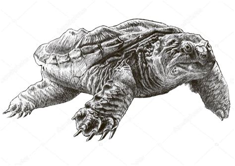 Common Snapping Turtle Hand Drawn Premium Vector In Adobe Illustrator