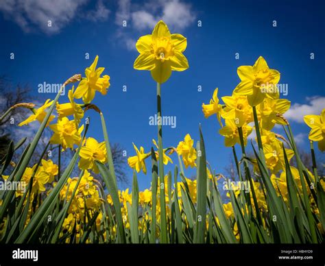 First Yellow Daffodils Stock Photo Alamy