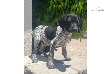 Check out our german shorthaired pointer selection for the very best in unique or custom, handmade pieces from our shops. Gsp: German Shorthaired Pointer puppy for sale near San Diego, California. | 9c88d4bd-dd01