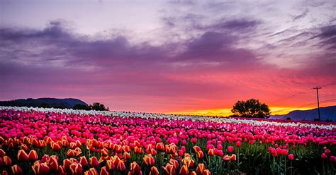 Hd Wallpaper Pink Tulip Flower Field During Daytime Agassiz Tulip