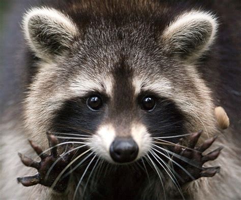 Image Result For Raccoon Face Cute Animals Cute Raccoon Baby Animals
