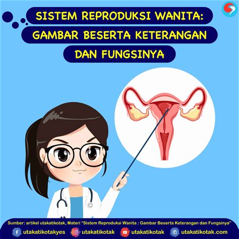 Organ Reproduksi Perempuan Beserta Fungsinya Ilmu
