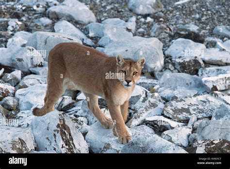 Mountain Lion (Puma concolor) female, Torres del Paine National Park