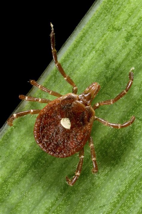 Cdc Allergy Caused By Tick Bites On The Rise But Clinicians In The