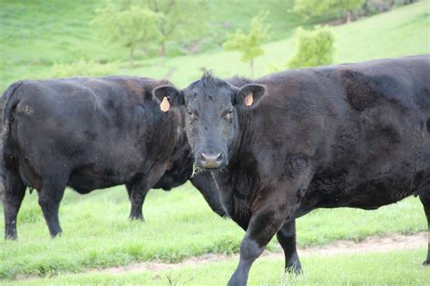 Free Stock Photo Of 2 Black Cows In Green Grass Field
