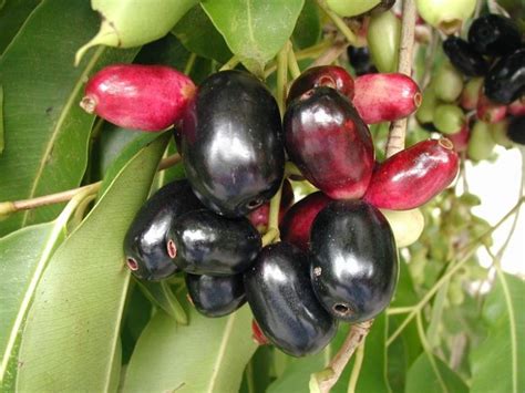 This tree is very big in size and has a very long lifespan, so it is considered an immortal tree. Jamun Jambolan Plum