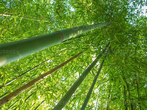 Bamboo Tree Bambusoideae 4149595 Stock Photo At Vecteezy