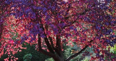 Purple Ash Tree In Full Fall Foliage Shade Trees Backyard Trees