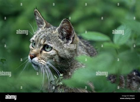 Eurasian Wildcat Felis Silvestris Wildkatze Nationalpark Bayerischer