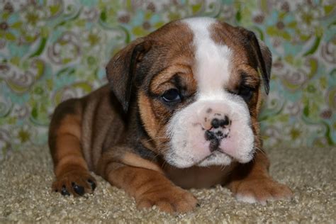 Browse through our breeder's listings. 50+ Very Cute Bulldog Pictures And Photos