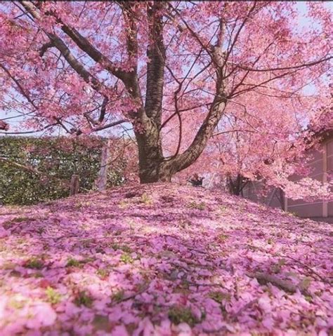 El Maravilloso Espectáculo De Los Cerezos En Flor En Japón Fotos