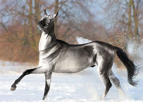 Rarest Horse Breed 10 1 Most Beautiful Horses All The Pretty Horses