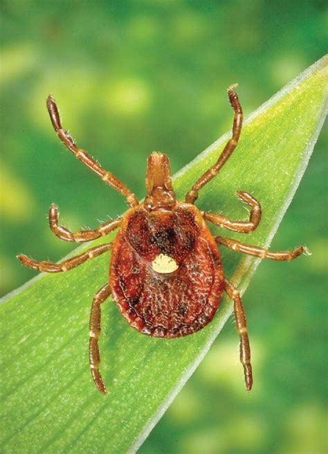 Bad Bite A Tick Can Make You Allergic To Red Meat The Dispatch