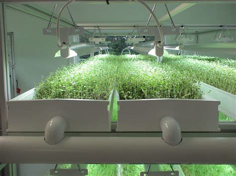How To Grow Hydroponic Microgreens In 6 Steps Climatebiz
