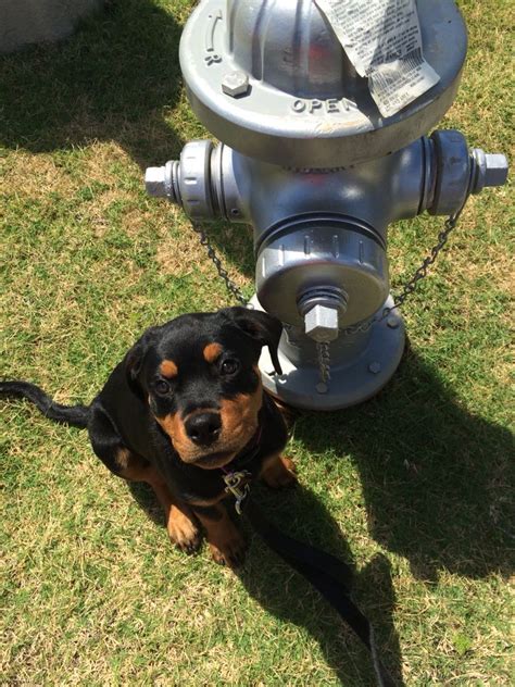 Just A Dog And Her Fire Hydrant Rotties Siren Puppy Fire Hydrant