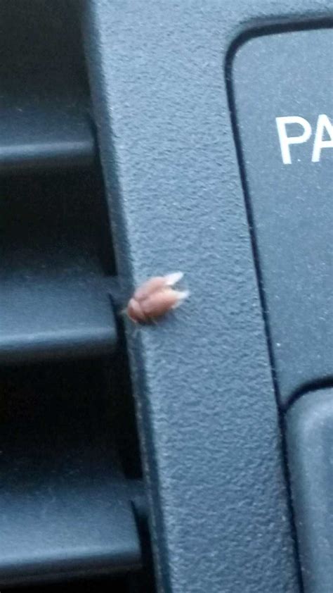 Whats This Bug Tiny Brown Flying Bugs In Car