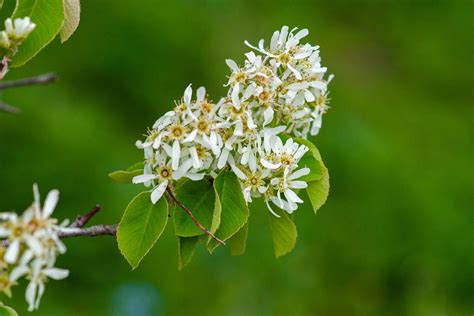 9 Recommended Species Of Serviceberry Trees And Shrubs