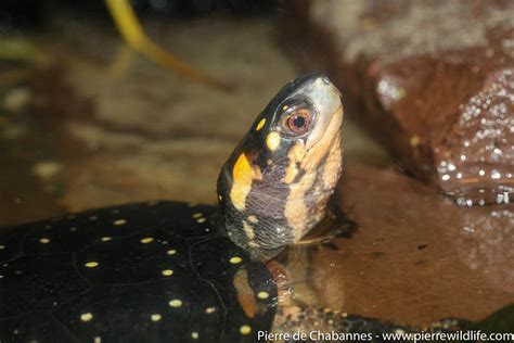 The Spotted Turtle Clemmys Guttata Is Often Considered As An