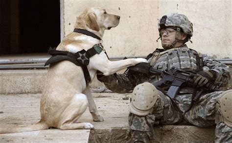 See Pictures Of Heroic Dogs In The Military Orange County Register