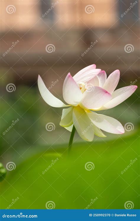 Nelumbo Nucifera Called Loto Flower On Blurred Background Stock Photo