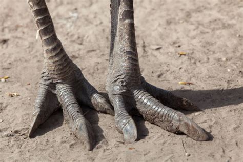 Ostrichfoot Stock Photos Pictures And Royalty Free Images Istock
