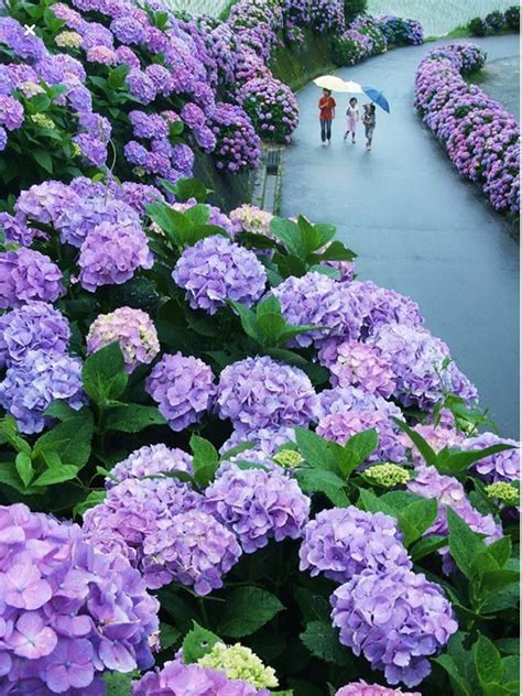 Hydrangea Road In Miyazaki Japan Beautiful Hydrangeas Hydrangea