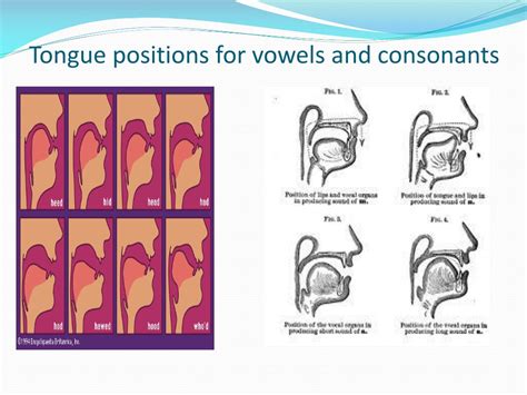 Ppt Tongue Positions For Vowels And Consonants Powerpoint