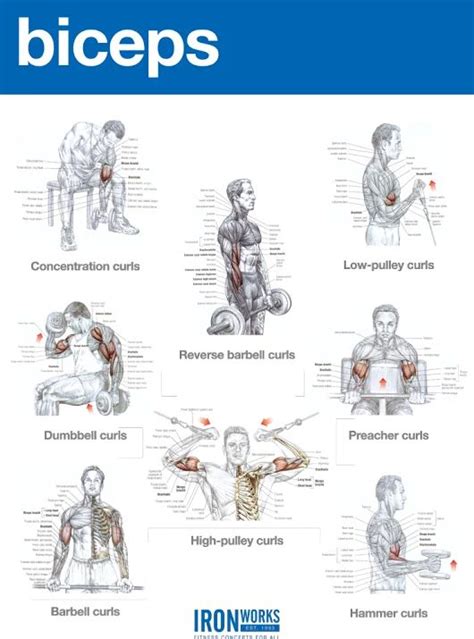 Top Bicep Workouts Men Fitness Pinterest Workout And Tops