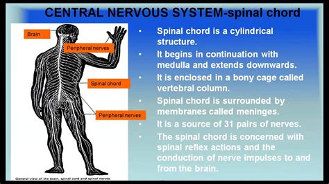 Central Nervous System Control And Coordination Cbse Biology Class