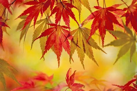 Japanese Maple Leaf Impactatila