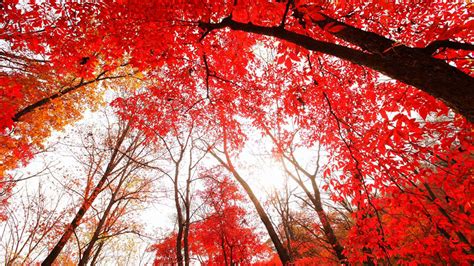 Beautiful Red Autumn Leaves Tree Branches Under Blue Sky Hd Red