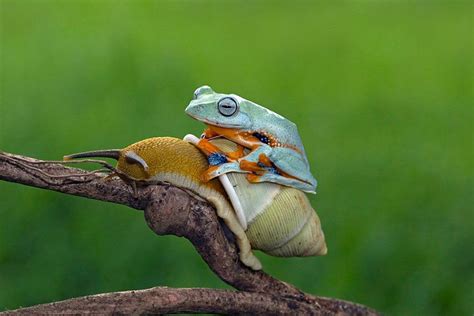Lazy Frog Hitches Free Ride On Snail And Its Just Too Adorable Lazy