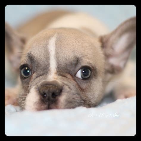 I just saw this (and about 20 other dogs) advertised online as creams. French Bulldog M Blue Fawn Pied - Sold | Star Pups