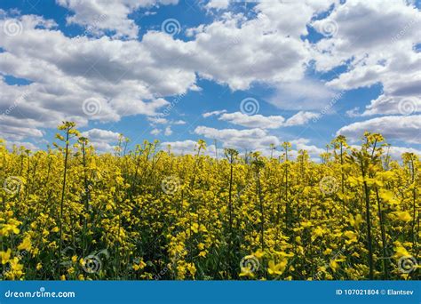 Yellow Oil Seeds In Bloom Field Of Rapeseed Plant For Green Energy