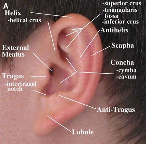 Ear Surface Anatomy