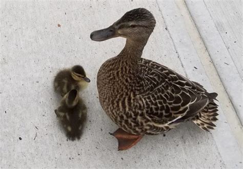 8 Trapped Ducklings Rescued From Storm Drain Offbeat Crazy World Emirates247