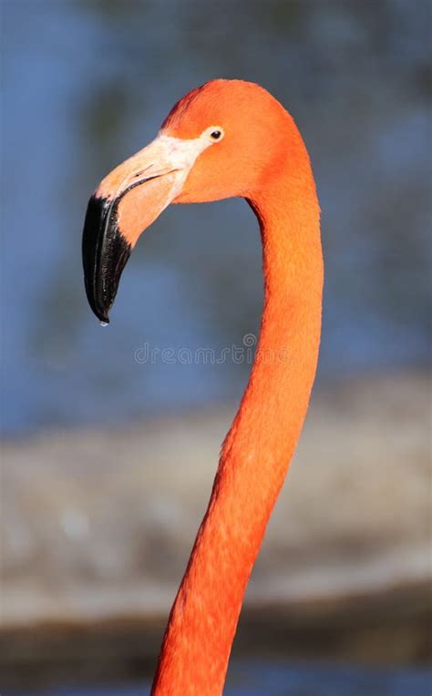 Flamingo Head Stock Image Image Of Bright Mouth Portrait 7732545