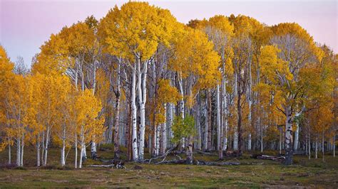 100 Birch Tree Backgrounds